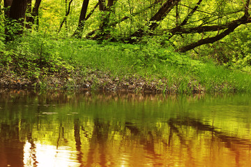 Obraz premium Beautiful river in the forest. Reflection of trees in the water