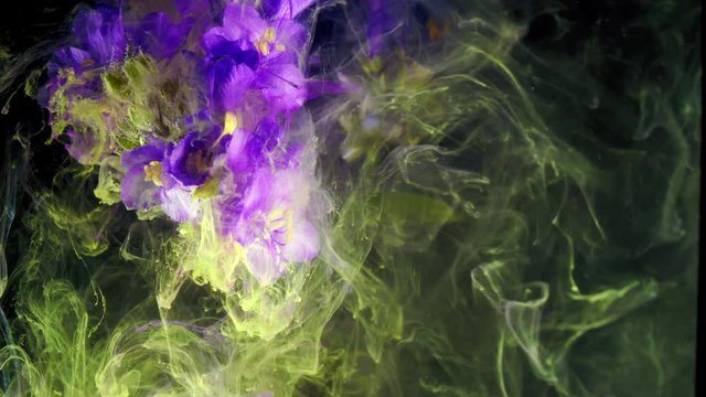 Flowers Polemonium caeruleum. Colorful ink in water.