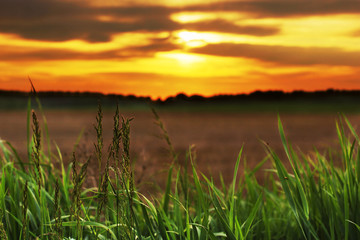 Beautiful field at sunset