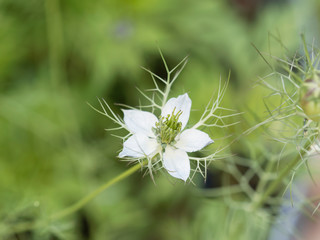 White variety of love-in-a-mist (Nigella damascena)