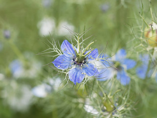 Blue variety of love-in-a-mist (Nigella damascena)