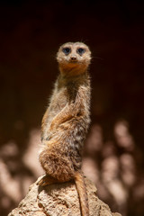 animal salvaje, Suricata suricatta