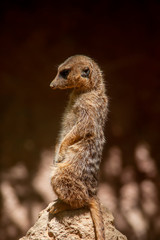 animal salvaje, Suricata suricatta