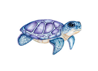 Watercolor Turtle. Hand painted blue sea turtle.