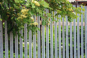 wooden fence with blossoming rowan twigs