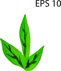 Original  watercolor hand drawing   flower plant illustration, clip art. Floral Design element. Perfect for wedding invitations, greeting cards, blogs, posters and more. 