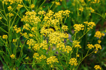 Background from blossoming colza (Barbarea). Beautiful wild yellow flowers, close-up
