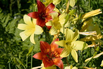 red lilies and yellow daylilies
