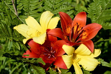 red lilies and yellow daylilies close-up