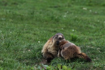 Fototapeta premium Marmotta
