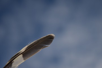 white feather in the sky