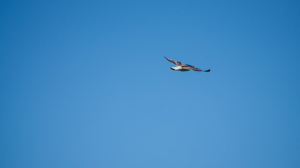 The flight of the seagull