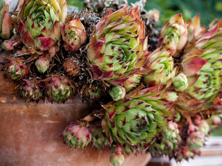 succulent plant on clay pot