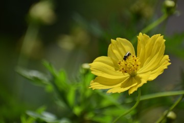 bee on yellow flower