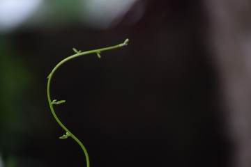 green light on black background