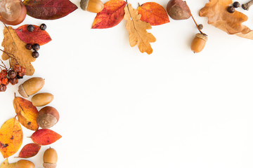 nature, season and botany concept - frame of different dry fallen autumn leaves, chestnuts, acorns and berries on white background