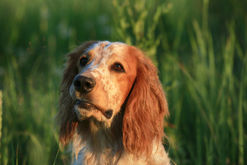 Hunting dog. English setter. Portrait of a hunting dog in nature among the grass