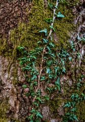 Ivy on itsway up a trunk