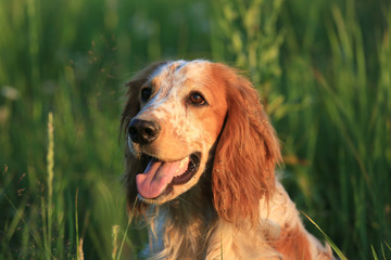 Hunting dog. English setter. Portrait of a hunting dog in nature among the green grass