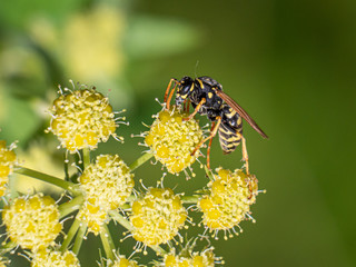 Echte Wespe an den Blüten von Liebstöckel bzw. Maggiekraut