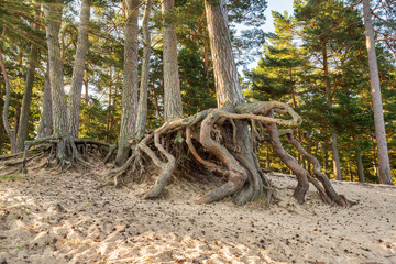 Bare pine roots on the sandy shore of the lake at the golden hour. Mystical tree roots.