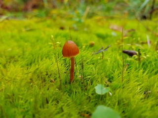 fungus on moss