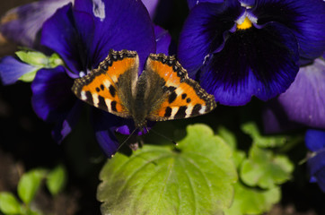 Small tortoiseshell, beautiful butterfly in summer