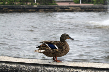duck on a background of water