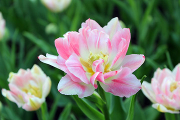 Obraz na płótnie Canvas pink and white tulip