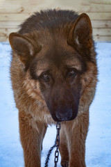 German shepherd on the chain