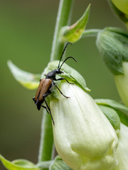 Brown wood-beetle sits on a blossom of the white foxglove