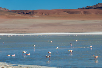 Beautiful background with Altiplanic Lagoon, a shallow saline lake and blue sky