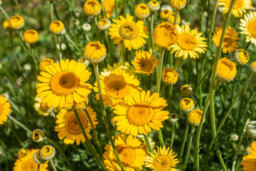 Close up view of yellow anthemis flowers.