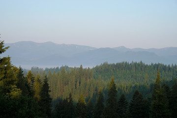Dawn in the Carpathian Mountains.  Fir trees forest. Ukrainian nature. Tourism.