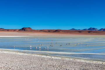 Altiplanic Laguna, Salty Lake, with flamingos, among the most important travel destination in Bolivia