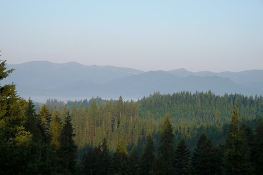 Dawn in the Carpathian Mountains. Fir trees forest. Ukrainian nature. Tourism. © Ganna Zelinska