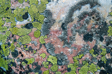 texture and background moss on stone