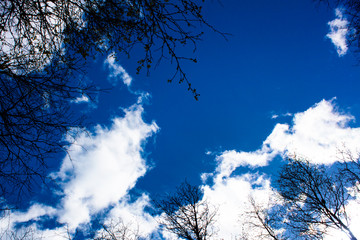 white clouds in the blue sky. tree branch