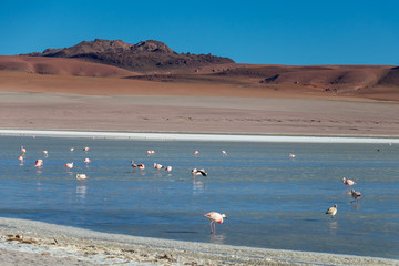 Altiplanic Laguna, Salty Lake, with flamingos, among the most important travel destination in Bolivia