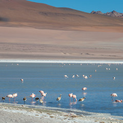 Fototapeta na wymiar Altiplanic Laguna, Salty Lake, with flamingos, among the most important travel destination in Bolivia
