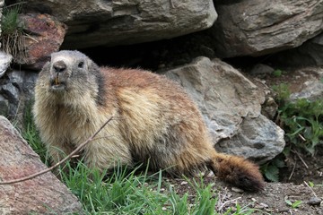 Marmotta