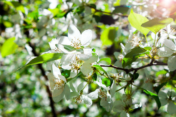 Blooming Apple tree in spring