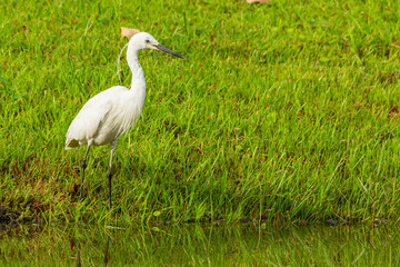 Little Egret standing near a pond finding for fish