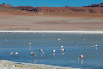 Altiplanic Laguna, Salty Lake, with flamingos, among the most important travel destination in Bolivia