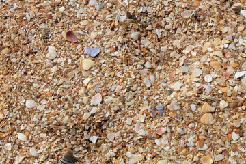 sea pebbles and seashells