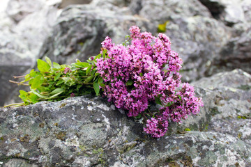 A bouquet of fresh oregano twigs with flowers on the stone. Pink flowers bouquet of origanum...