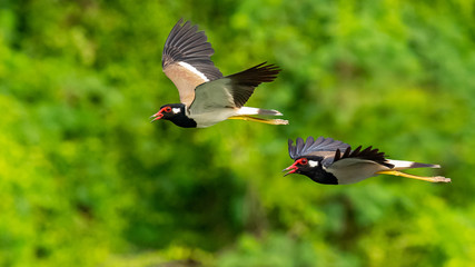 Two Red-Wattled Lapwing in flight with blur green tree  background