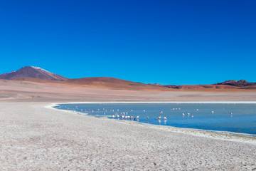 Altiplanic Laguna, Salty Lake, with flamingos, among the most important travel destination in Bolivia