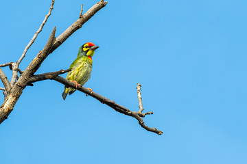 Coppersmith Barbet perching on perch with clear blue sky background