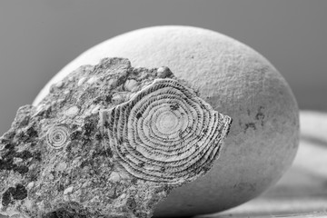Sea stones in black and white. Gray stone with petrified nummulite. Nummulites are a genus of unicellular organisms of the Foraminifera order. The remains of nummulite are known from Paleogene. © Alena